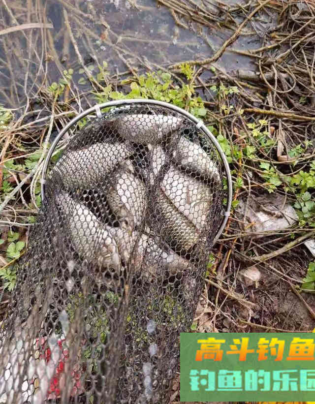 冬季居然是钓鲫鱼的黄金季节，应该钓深还是应该钓浅