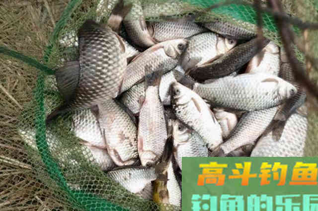 秋钓掌握这5个调整策略，钓不过瘾