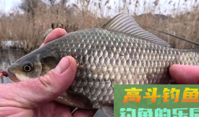 冬季，到荒废池塘垂钓，值得参考的经验