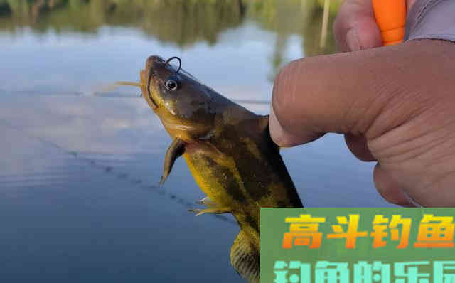 秋天过半，随着温度下降这九种鱼要钓不到了