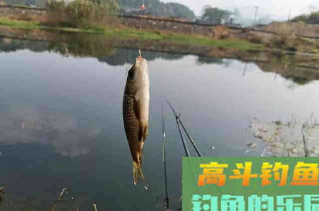 立冬后钓鱼如何不空军？老钓友总结的经验来了