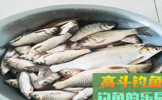 不吹不黑，冬季使用我分享的饵料，上鱼率高很多