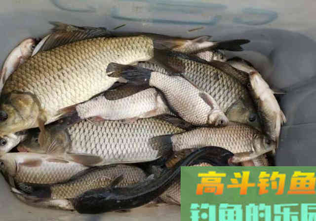 春季野钓攻略，泳层钓法作钓，钓获一箱20斤的野生大鱼