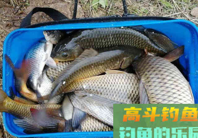 春季野河钓鱼，不把这些整明白，去了也是空军
