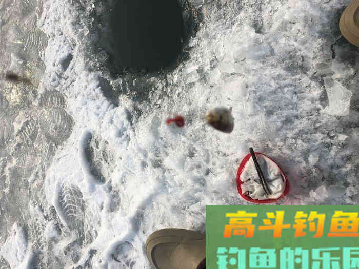 年假隔天钓，鱼获节节高--疫期冬钓总结超长篇