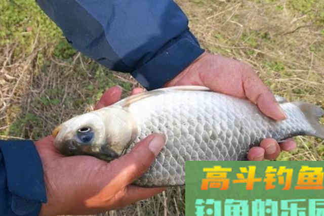 冬钓诱鱼慢到怀疑人生？二十年老钓手倾囊相助