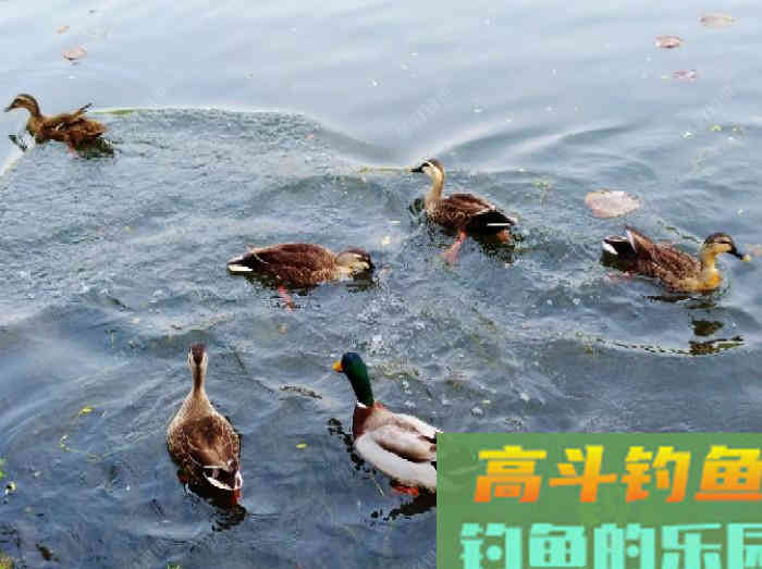 夏季为什么难钓鲫鱼？通过这3点分析，来解决钓大鲫难问题