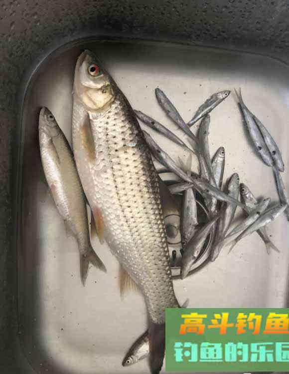 秋季钓红眼（赤眼鳟）攻略