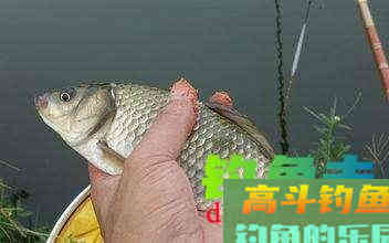 如何在仲春钓好大板鲫？掌握好这5点就够了