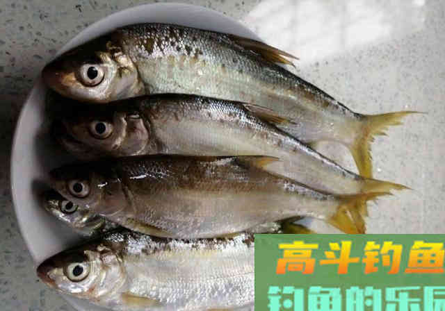 春季野湖游钓，野钓黄尾鱼和鲫鱼，80多条野生小杂鱼