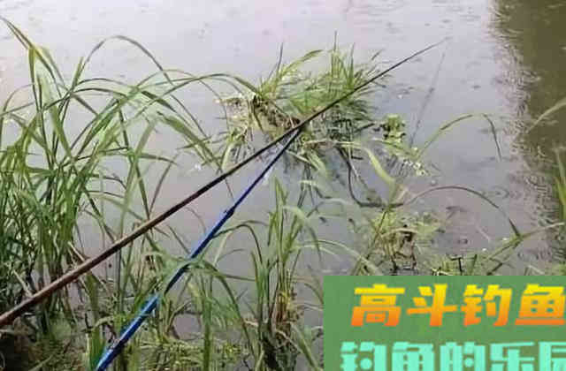 冬天，鲫鱼都喜欢在这个时间，到这些地方出没