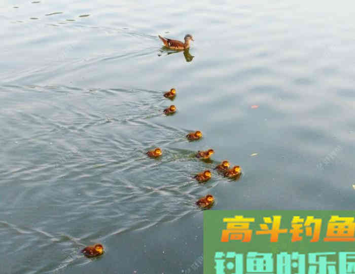 夏季为什么难钓鲫鱼？通过这3点分析，来解决钓大鲫难问题