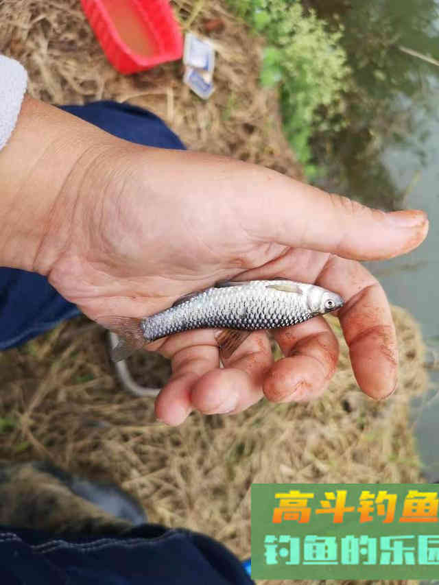 秋季野钓重要技能：避开小鱼