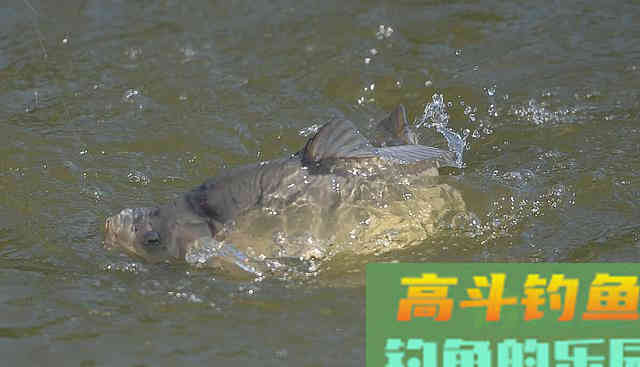 立春钓鱼，谨小慎微才是春钓爆护的不二法门
