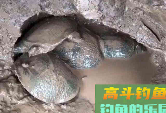 天冷怎么找甲鱼洞？