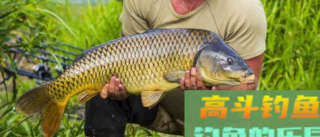 夏季在自然水域,教你这三招用玉米野钓上鱼多
