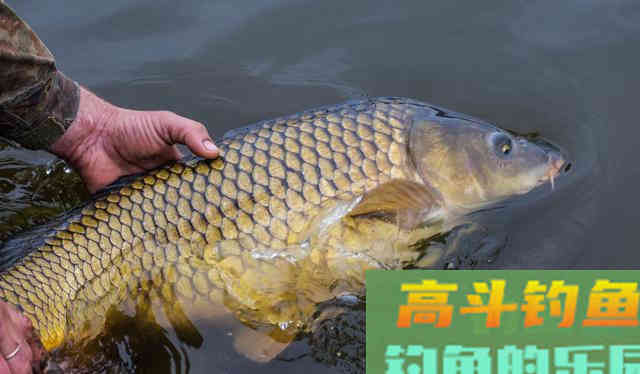 比叶落知秋更早的是水中的鱼