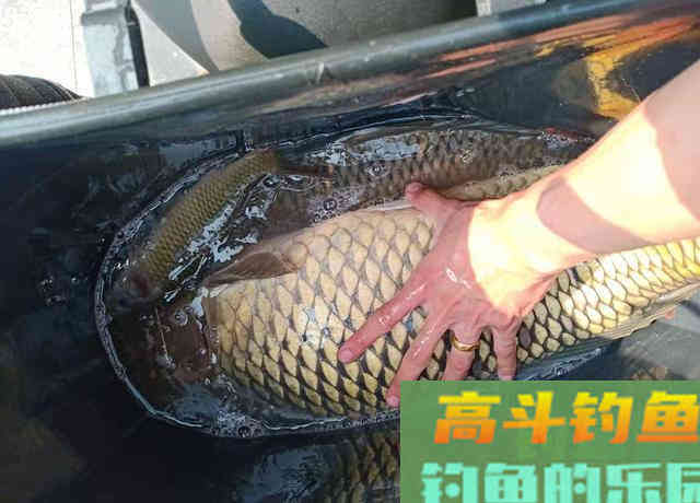 晚秋钓鱼，学会这样开饵和作钓，上钩的全是大鱼
