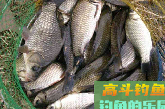 早就提醒过你，秋钓唯独这3大调整才最关键
