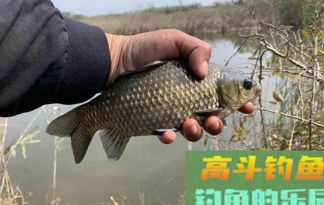 冬季野钓，窝里有鱼泡但就是不咬钩，因为这四点你没有做好