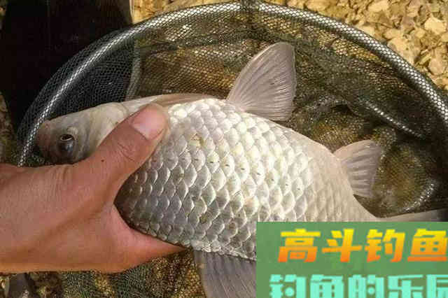 冬天一冷，鱼就不好钓，庆幸我有百试百灵的套路