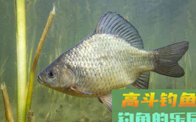 夏季在自然水域作钓，遇到水底有水草怎么办
