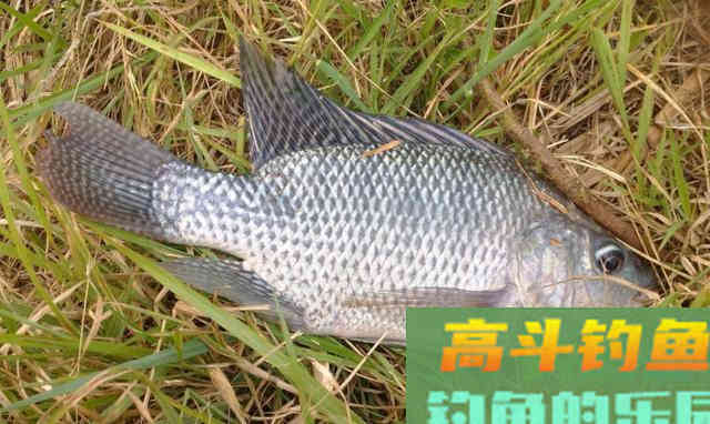 秋冬钓不到鱼，不要怪饵料，要从这两方面找原因