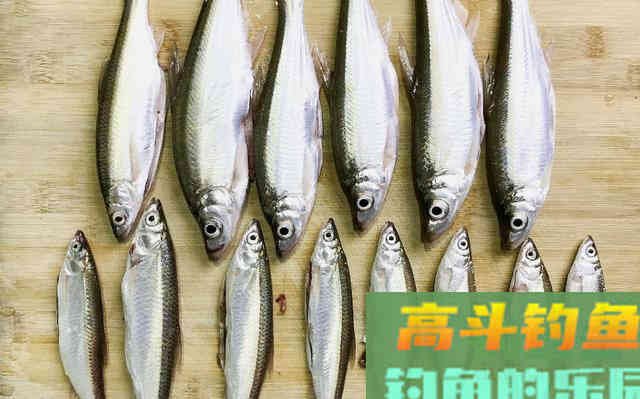 趁着夏季活跃期钓白条，需要掌握技巧