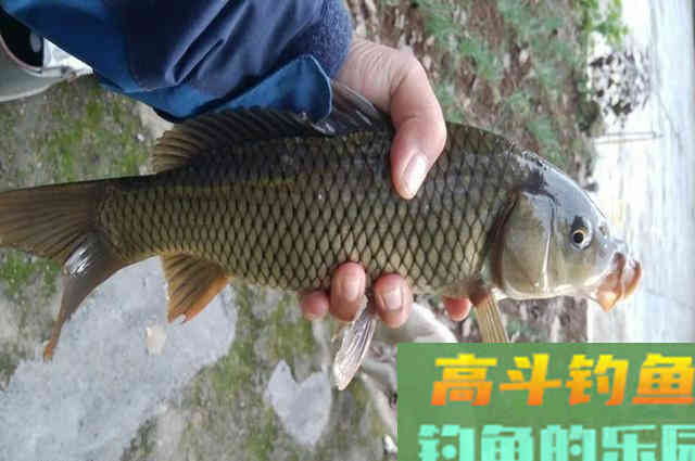 秋季湖库钓鱼，掌握这6心得，多半能钓到鱼
