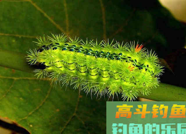 夏天多种蚊虫对钓鱼人有危害，可防可治提升垂钓体验