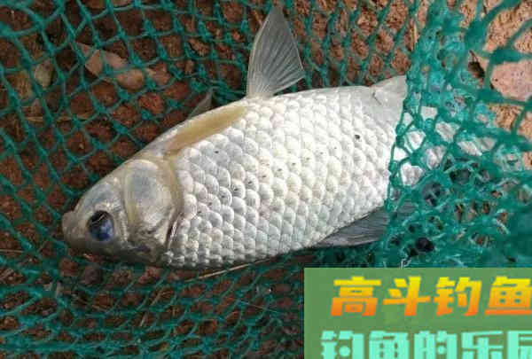 钓鱼人的春天，小钩细线享清欢。