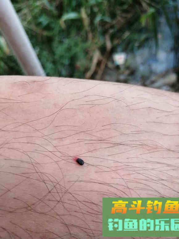 夏天多种蚊虫对钓鱼人有危害，可防可治提升垂钓体验