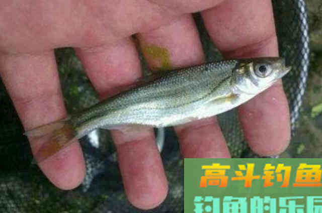 到了春天还钓不好鱼？稍微调整一番，接连中鱼