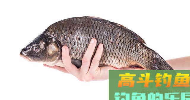 上鱼手感温热，渔获会更好？别轻信，秋冬钓鱼要另选3个时机