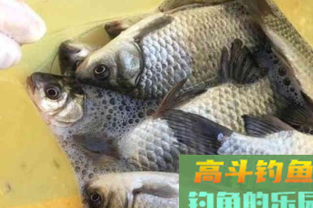 立春后，饵料按我说的用，鱼获瞬间提升好几倍