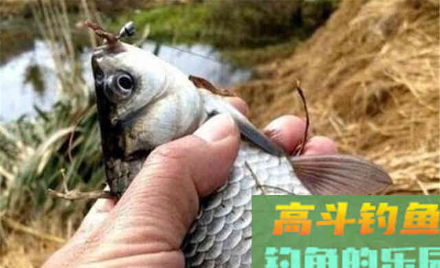 冬季钓鱼，这种钓法有5大优势