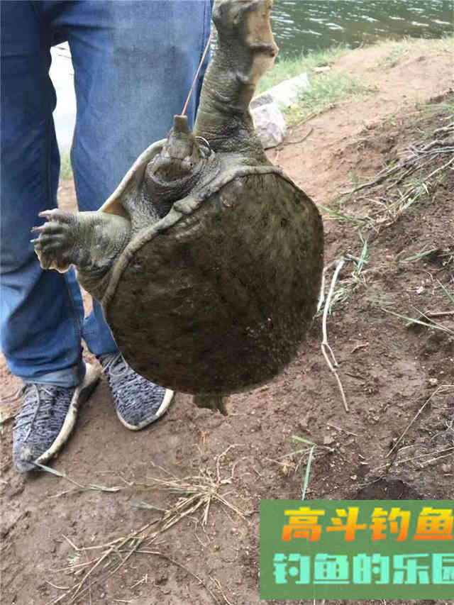 夏天钓甲鱼全攻略，一次实钓记录经验分享