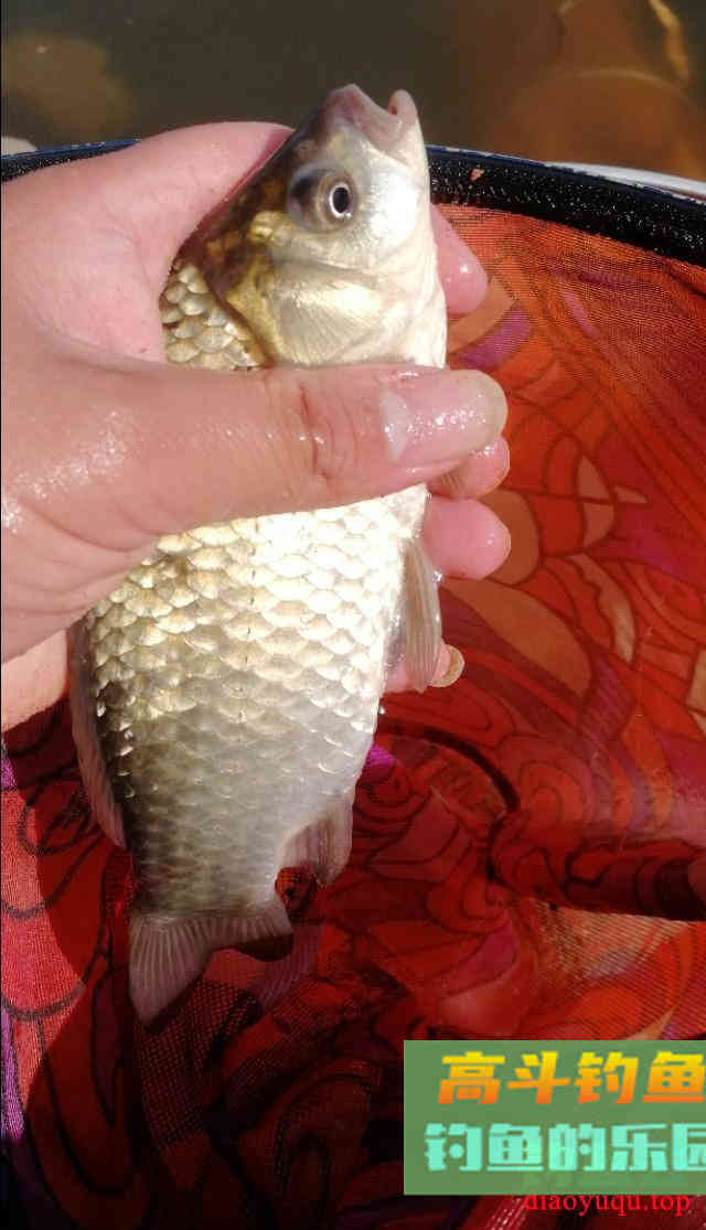 都说春季好钓鱼，可每次都是差强人意
