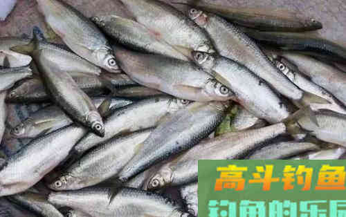 春末拉白条，打浮总没口，不妨试试这几招