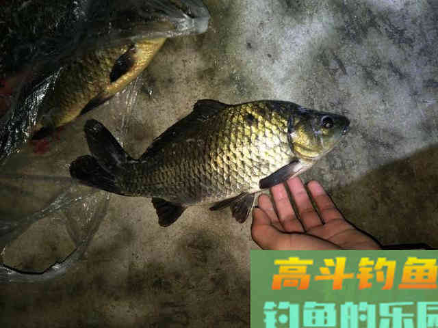 做好这几点，冬天夜钓，也能有好鱼获