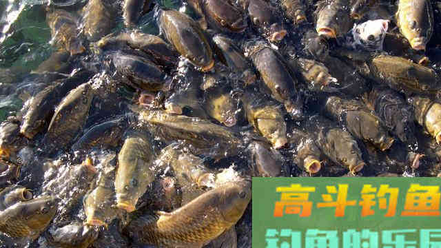 春钓鱼儿上浮不开口怎么办？三个办法解决