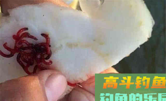 冬季天冷鱼口轻，给钓组增加一个铅坠