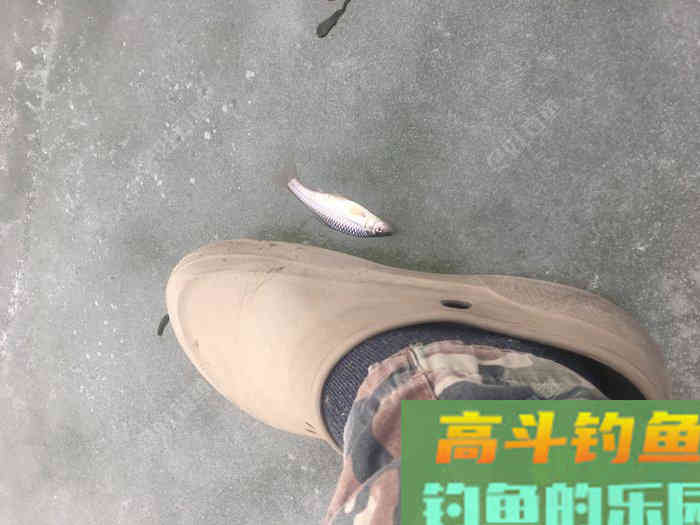 年假隔天钓，鱼获节节高--疫期冬钓总结超长篇