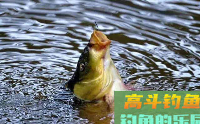 秋季如何垂钓近水