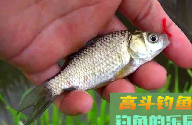 冬天，鲫鱼都喜欢在这个时间，到这些地方出没
