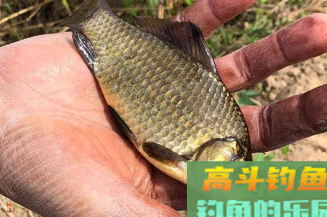春季钓鱼两种温差详解，都可以钓到鱼，但选择截然不同