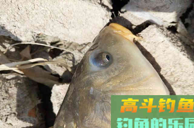春季钓鱼别着忙，掌握这些硬核心得，钓好鱼不难