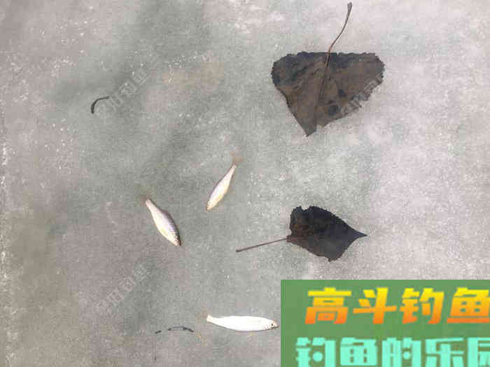 年假隔天钓，鱼获节节高--疫期冬钓总结超长篇