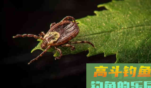 夏季钓鱼要注意，这2个小昆虫对人有致命威胁