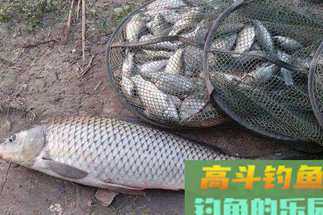 冬天一冷，鱼就不好钓，庆幸我有百试百灵的套路